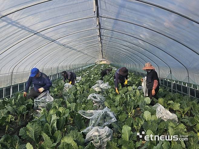강원도 원주에 위치한 명일엽·케일 재배 농장에서 인부들이 케일을 재배하고 있다. 〈사진=강성전기자〉