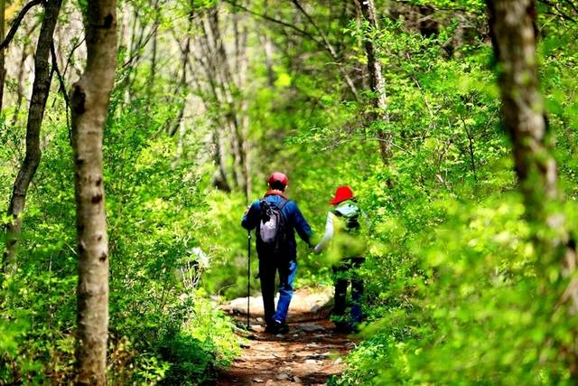 ▲ 인제군 인제읍 원대리 자작나무숲에 6일 탐방객들의 발걸음이 이어지고 있다. 인제군 제공