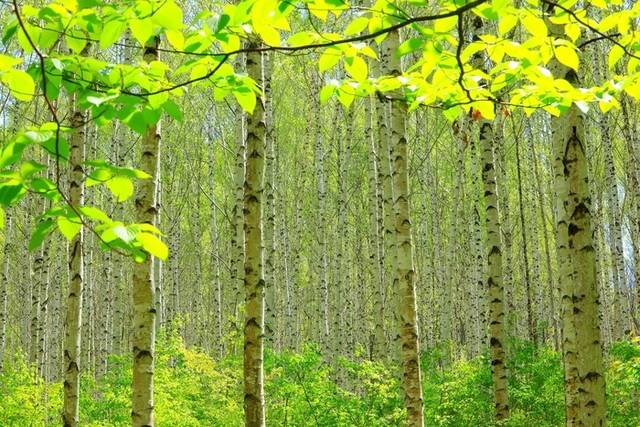 ▲ 6일 인제군 인제읍 원대리 자작나무숲이 자작나무에 연둣빛 새 잎이 돋아나 신선하고 아늑한 풍경을 만들어 내고 있다. 인제군 제공