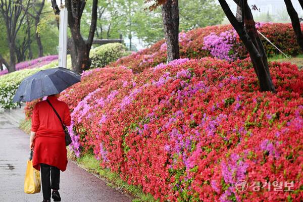 울긋불긋 만개한 철쭉 사이로 우산 쓴 시민이 걷고 있다. 경기일보DB