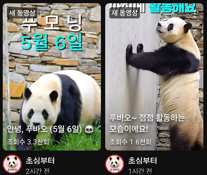 사천성 판다기지 푸바오방사장의 상황을 거의 실시간으로 알려주는 팬들의 영상 타이틀 화면. 오른쪽 이미지를 보면 살이 많이 빠졌음을 단번에 알수 있다. [출처=초심부터]