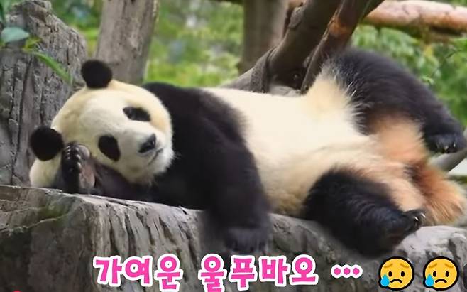 잠을 청하는 푸바오. 5월 연휴기간중 영상 캡쳐 [출처=바오패밀리 사랑]