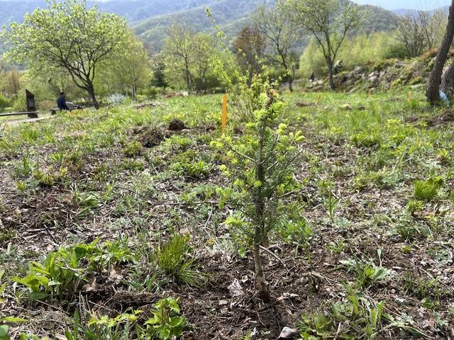 해발 1000m 이상의 아고산지대에 분포하며 기후변화와 생육환경 악화로 개체 수가 급감하는 수종 중 하나로 알려진 구상나무 묘목의 모습. 국립산림과학원