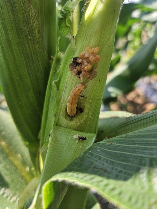 왕담배나방 애벌레가 옥수수 줄기를 갉아먹는 모습. 농촌진흥청