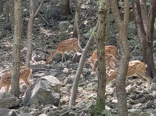 순천 봉화산 사슴들 [순천시 제공. 재판매 및 DB 금지]