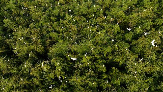 울산 남구 태화강 삼호대숲&nbsp;백로. 울산매일 포토뱅크