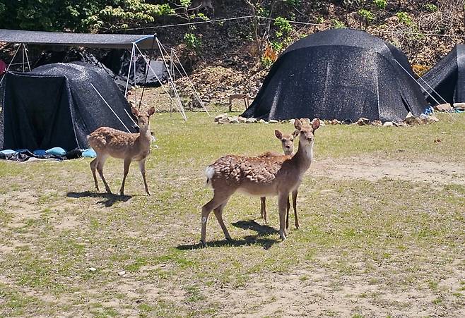 경남 창원시 진해구 소쿠리섬에서 꽃사슴들이 관광객들이 친 검은 텐트 주변을 오가는 모습. 꽃사슴은 소쿠리섬의 ‘명물’로 자리 잡으며 관광객을 끌어모았지만, 바다를 헤엄쳐 인근 섬까지 간 탓에 주민들은 피해를 보고 있다. /창원시