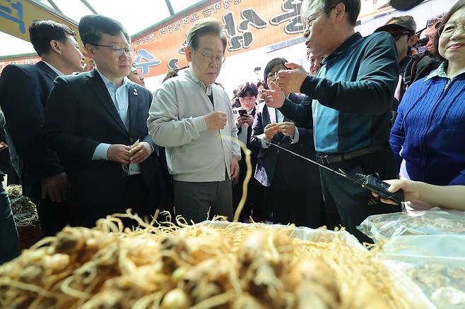 이재명 더불어민주당 대선 후보가 7일 전북 진안군 새참거리 앞 인삼 가게에 들러 수삼을 구경하고 있다./연합뉴스