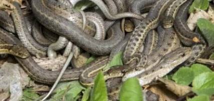 한마리의 암컷(왼쪽)과 짝을 짓기 위해 여러마리의 작은 수컷들이 같은 곳을 쳐다보고 있는 장면이 보인다.Jeff Mitton. University of Co;orado. Boulder