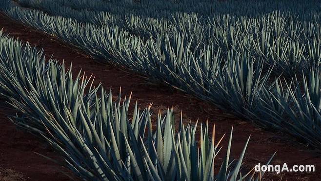 블루 웨버 아가베/사진=클라세 아줄