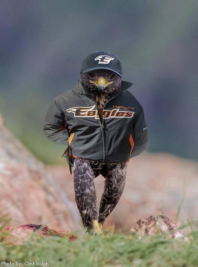 44.jpeg 한화 예전에 한경기 이기고 이런짤들 올리면