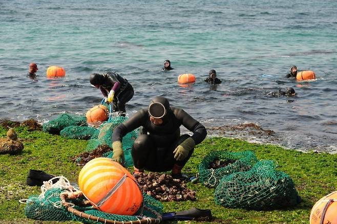 물질을 마치고 나오는 제주 해녀. 제주도 제공