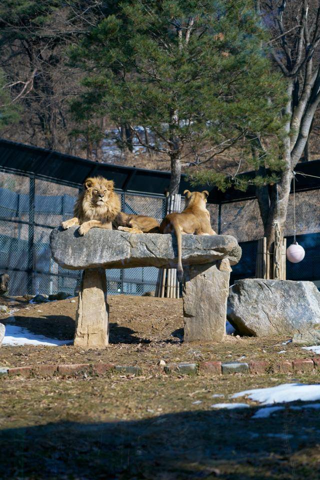 올해 2월 충북 청주시 청주랜드동물원에 수사자 바람이와 암사자 도도가 함께 앉아 있다. 이지양 작가 제공