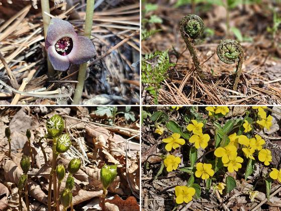 연인산에서 만난 야생화들. (왼쪽 위부터) 족두리풀·고비·홀아비꽃대·노랑제비꽃.
