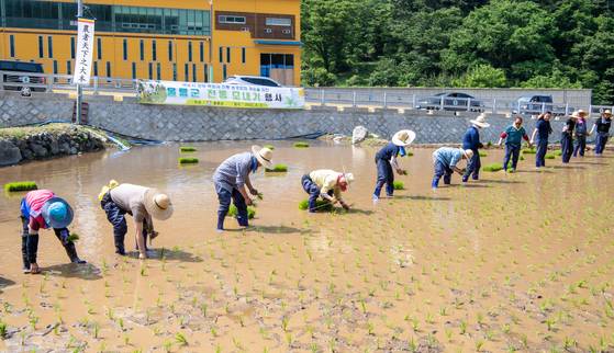 모내기를 하는 모습. 벼농사는 협업이 필요해 이웃끼리 정보를 많이 교환하게 되는데 이것이 장점이자 단점으로 작용한다. [중앙포토]