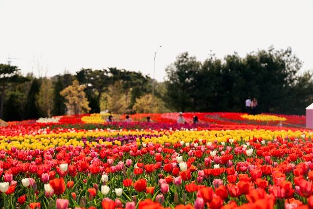 튤립이 활짝 피어있는 청주 문암생태공원.   청주시 제공