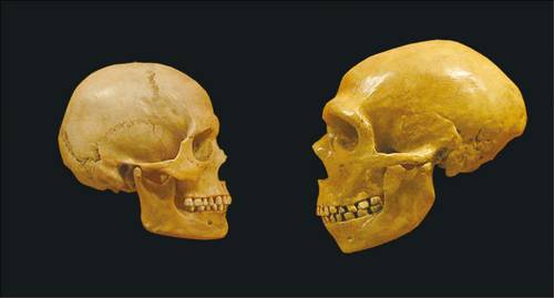 현대 인류의 두개골(왼쪽)과 고대 인류의 두개골(오른쪽) 비교. 뇌는 작아졌고, 두개골은 더 둥글고 평평해져 유아적 특징을 갖게 됐다. 눈썹활의 돌출이 감소돼 눈맞춤과 감정 표현에 유리해졌다. 이는 인간의 ‘자기 가축화’ 증거로 여겨진다. (Dr Mike Baxter)