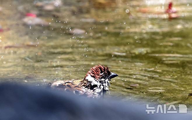 [대구=뉴시스] 이무열 기자 = 대구 낮 최고기온이 24도까지 오르며 초여름 날씨를 보인 28일 대구 중구 달성공원 물웅덩이에서 참새가 목욕을 하고 있다. 2025.04.28. lmy@newsis.com