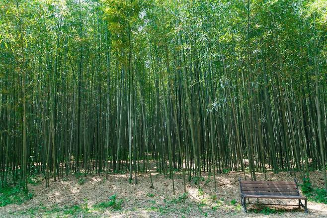 익산시 금마면 구룡마을 대나무숲. 익산시 제공