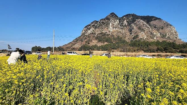 서귀포시 안덕면 산방산 인근 유채꽃밭.
