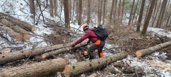 국유림 벌목 현장. 목재 생산과 함께 나오는 부산물인 산림 바이오매스를 에너지로 활용한다.  서울신문 DB