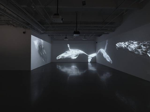 패티 스미스와 사운드워크콜렉티브의 협업 전시 ‘끝나지 않을 대화’에서 석유 시추 작업의 소음으로 고통받는 해양 생물들의 이야기를 다룬 ‘길 잃은 자들의 절규’가 상영되고 있다. ⓒ courtesy of kurimanzutto 사진 제공=피크닉