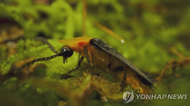 무주군 상징물 '반딧불이' [무주군 제공. 재판매 및 DB 금지]