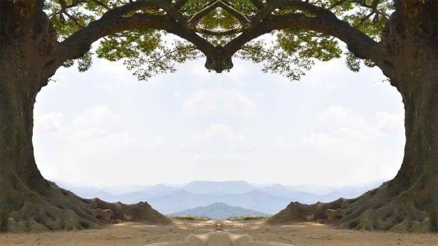 부여 가림성 사랑나무