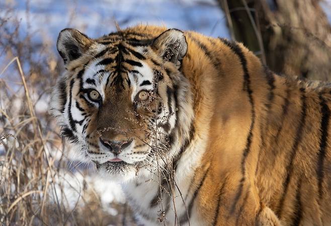 봉화 국립백두대간수목원에서 보호 중인 국내 최고령 백두산호랑이 한청의 모습. 올해 20번째 생일을 맞았다. <국립백두대간수목원 제공>