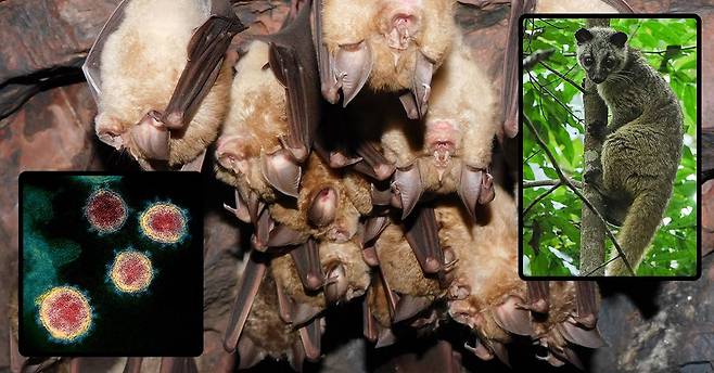 코로나 팬데믹을 일으킨 바이러스(왼쪽 아래)의 주요 숙주인 관박쥐(큰 사진)와 중간 숙주로 꼽히는 사향고양이(오른쪽 아래)./퍼블릭 도메인