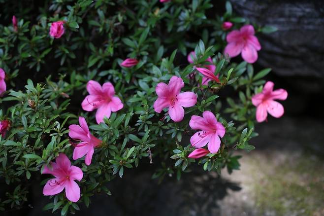 영산홍(사진, 국립생물자원관)