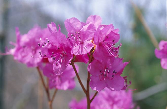 진달래. 독성이 있는 영산홍과 구분이 어렵다. (사진, 국립생물자원관)