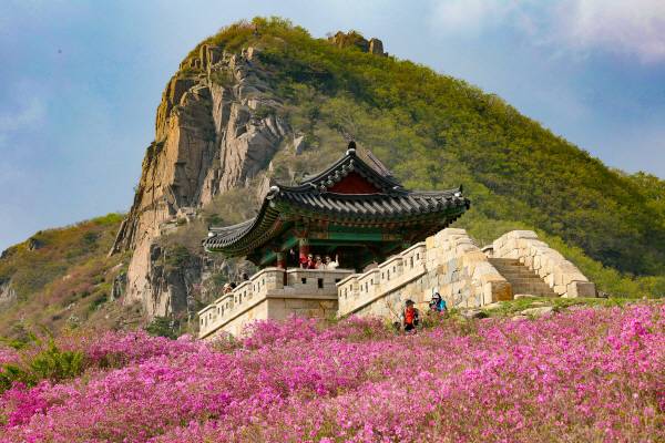 8일 경남 산청군 차황면 법평리 황매산 철쭉이 일제히 개화해 진분홍빛 산상화원을 이루고 있다.전국 최대 규모의 철쭉군락지인 산청 황매산 철쭉은 주말께 절정을 이룰 것으로 전망된다. 산청군 제공