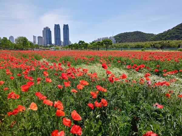 오는 16일부터 봄꽃축제가 열리는 울산 태화강국가정원 전경. 국제신문DB