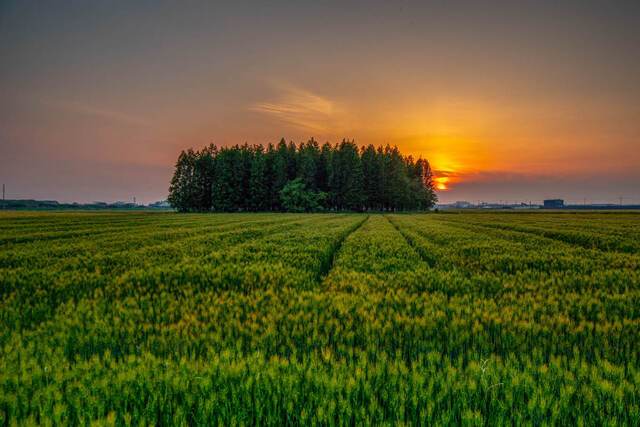 청보리밭은 녹색 물결로 싱그러운 봄의 향연을 펼치며 청량함을 전한다. 전북 군산시 내초리 메타세쿼이아 숲이 청보리밭 사이에 섬처럼 떠 있다.