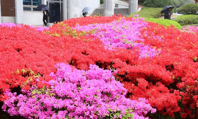 영산홍이 핀 모습. 연합뉴스