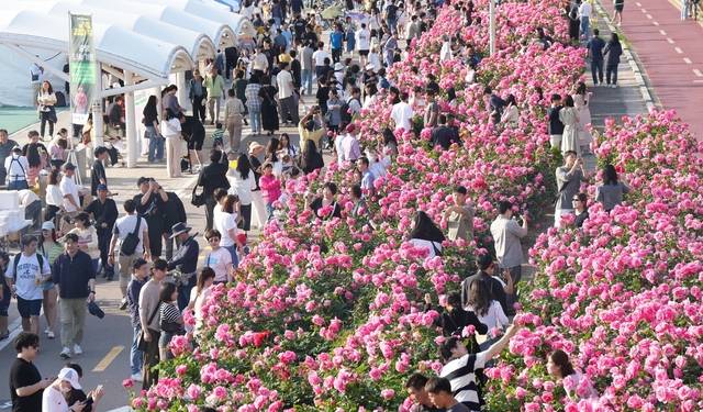 서울 중랑구 중랑장미공원 일대가 장미를 보러 온 방문객들로 인산인해를 이루고 있다. 중랑구청 제공