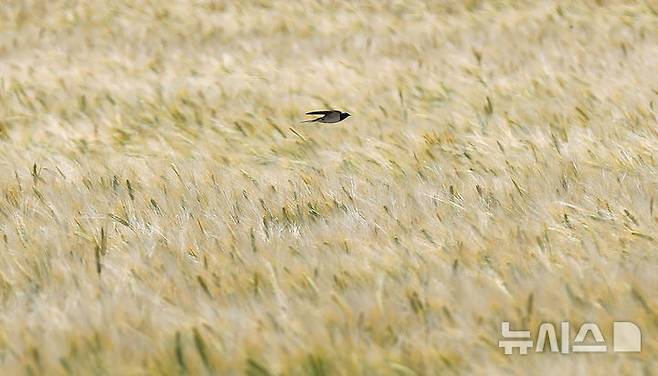 [제주=뉴시스] 우장호 기자 = 맑은 날씨를 보인 8일 오후 제주시 내도동에서 노랗게 물들어가는 보리밭 위로 제비들이 활공하고 있다. 2025.05.08. woo1223@newsis.com