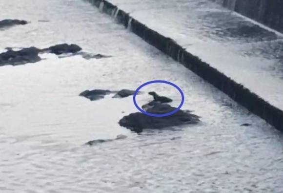 지난달 23일 울산 울주군 언양읍 구수교에서 관찰된 수달. 시민 송인귀씨 제공