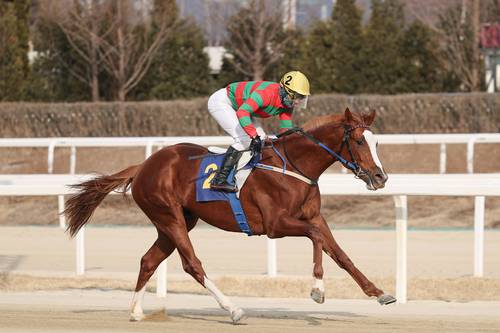 찬페이머스(2025년2월23일 스포츠서울배 우승장면).