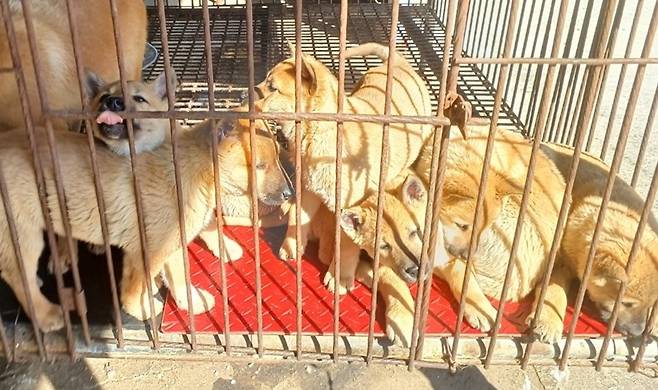 구조된 진돗개 믹스견  [청주시 제공. 재판매 및 DB 금지]