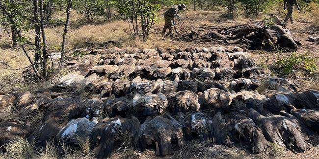 남아공 크루거 국립공원서 집단 폐사한 멸종위기 독수리 [EWT 제공=연합뉴스]