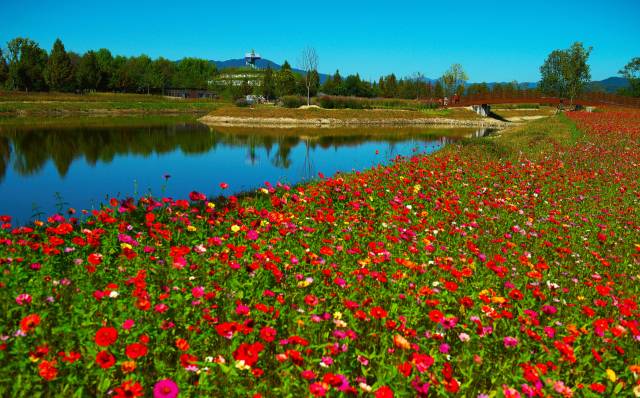 창포원에 만발한 꽃.