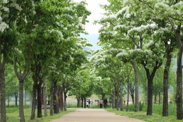 창포원 이팝나무길.