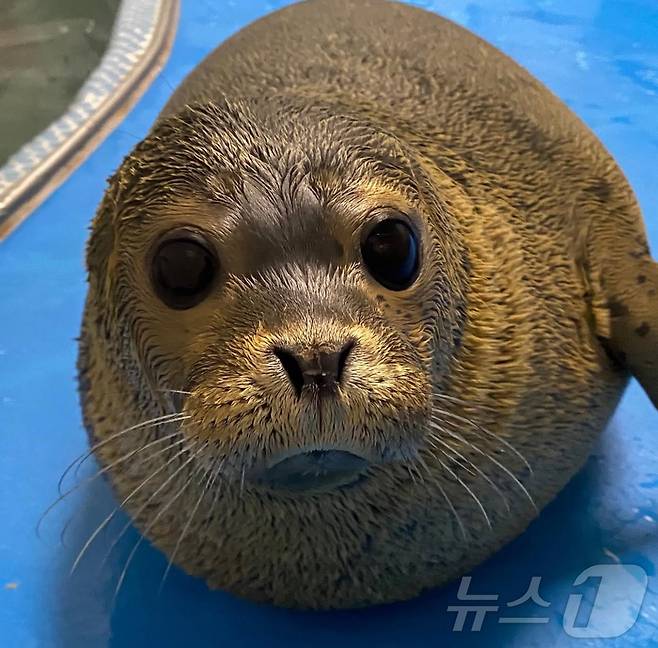 광주 우치동물원에 사는 아기 물범 몰랑이의 모습. (우치동물원 제공. 재판매 및 DB 금지)