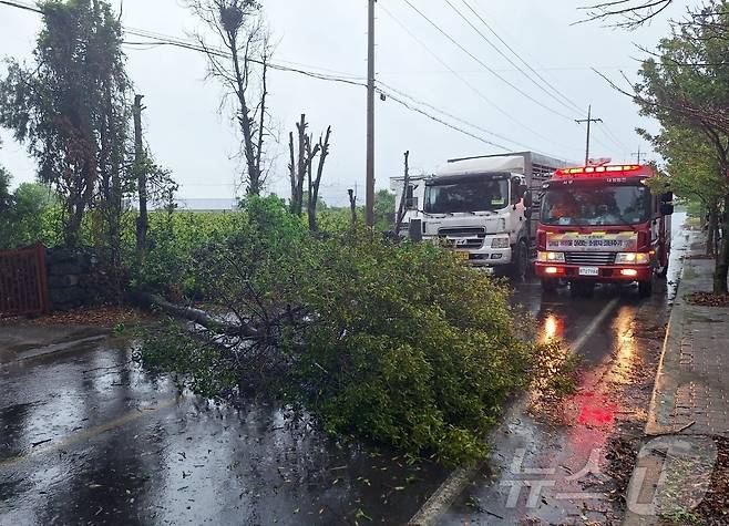 9일 제주도에 호우특보와 강풍특보가 발효 중인 가운데 오전 9시25분 쯤 서귀포시 대정읍에서 나무가 쓰러져 소방당국이 안전조치를 취하고 있다.(제주도소방안전본부 제공. 재판매 및 DB 금지) ⓒ News1 홍수영 기자