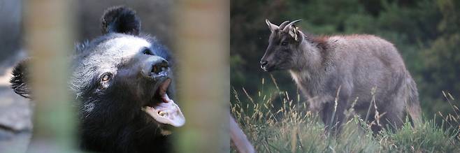 북한의 야생동물 남획이 한반도 생물다양성에 심각한 문제를 일으킬 수 있다는 국제 학술지의 지적이 나왔다. 사진은 한국 농장에서 촬영된 곰(왼쪽)과 복원 중인 산양./Joshua Elves-Powell