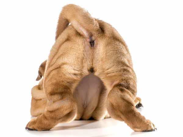 개의 변비를 일으키는 원인은 다양하지만, 간혹 털이 긴 개는 엉덩이 쪽 엉킨 털이 항문을 막으면서 변비가 생기기도 한다./사진=클립아트코리아