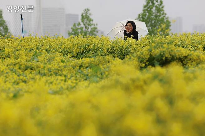 2025 구리 유채꽃 축제 첫날인 9일 구리한강시민공원을 찾은 시민들이 유채꽃을 배경으로 사진 촬영하고 있다. 정효진 기자
