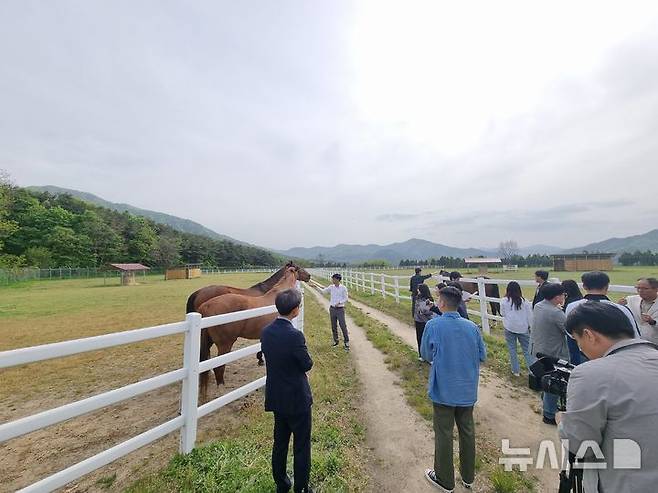 [장수=뉴시스] 임하은 기자 = 장수목장의 말 요양소의 전경. 드넓은 초지와 부드러운 햇살이 내리쬐는 오후 한때 경주로를 질주하던 '동반의강자'와 '터프윈', '유니콘' 등이 장수목장의 말 요양소에서 여유롭게 풀밭을 거닐고 있다. 2025.05.08. rainy71@newsis.com